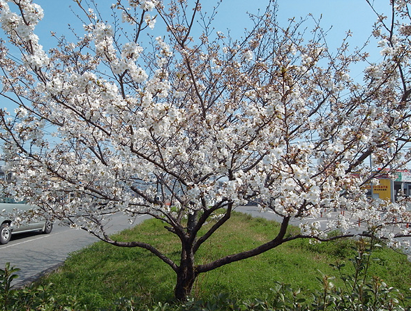 sakura201603.jpg