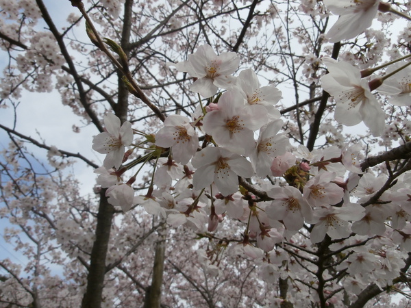 花見桜 ②.JPG